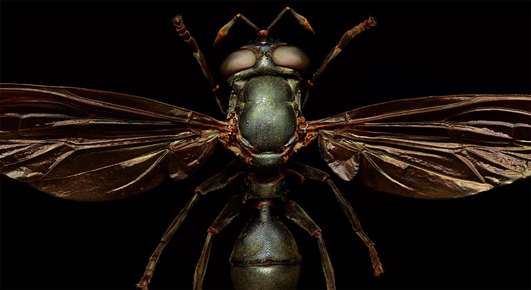 LevonBiss-Insectes-24