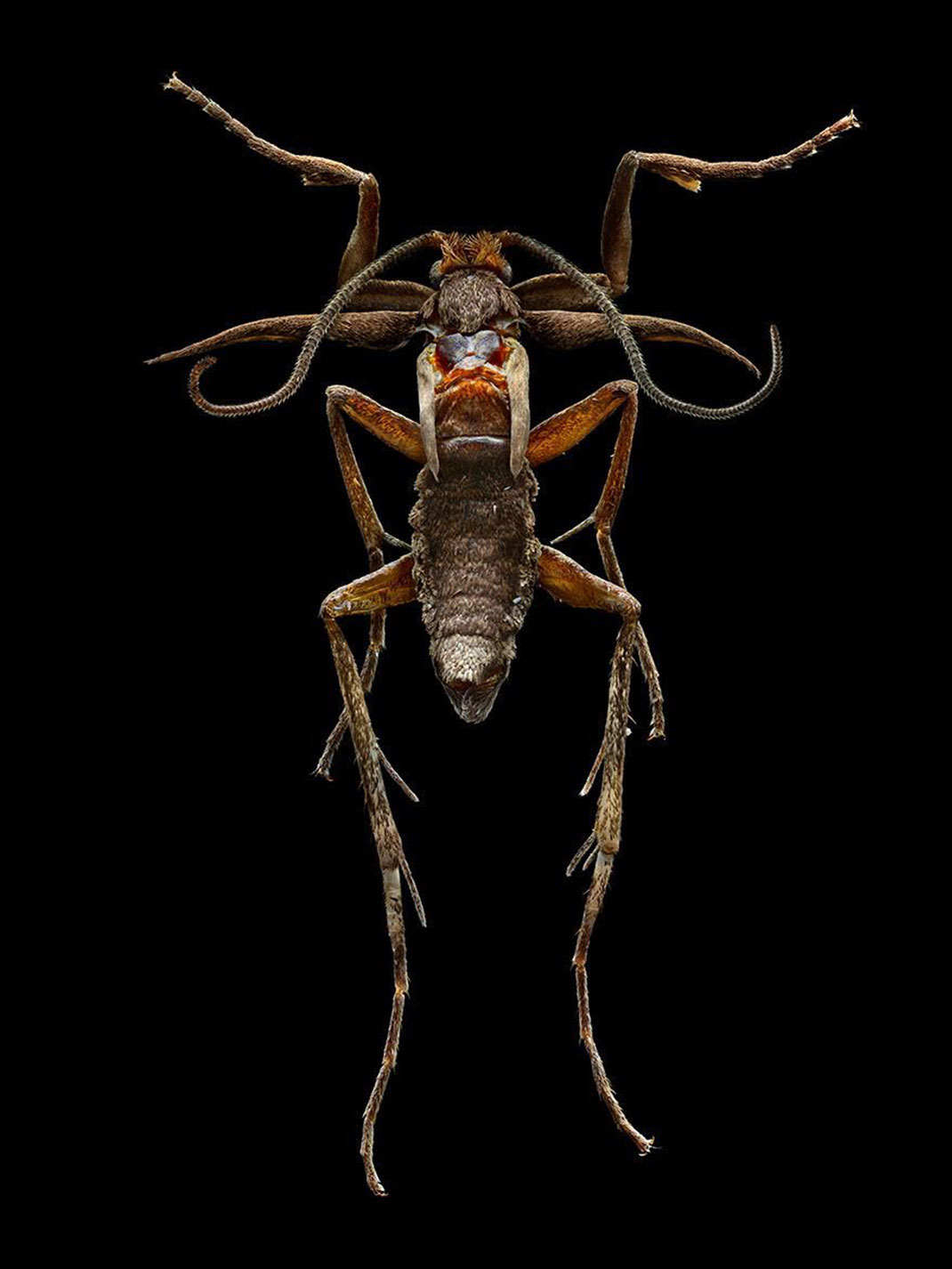 LevonBiss-Insectes-4