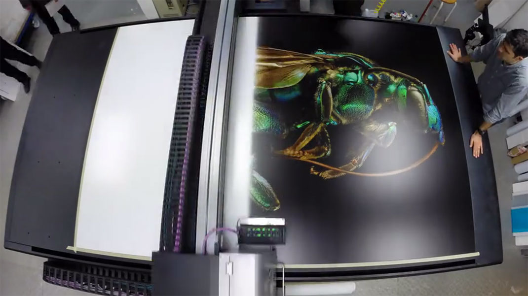 LevonBiss-Insectes-9