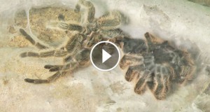 Une_araignee-mue-2-1-740x389