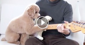 Une_chien-guitare-1