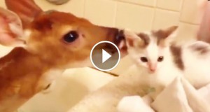 Une_faon-chaton-3-740x389