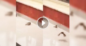 Une_oiseau-reanimation-2