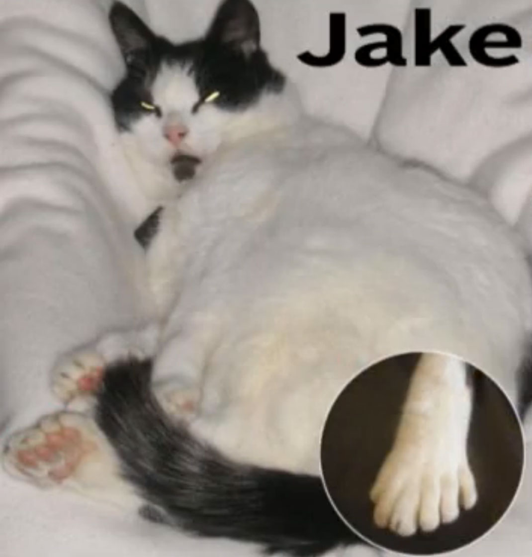 jake