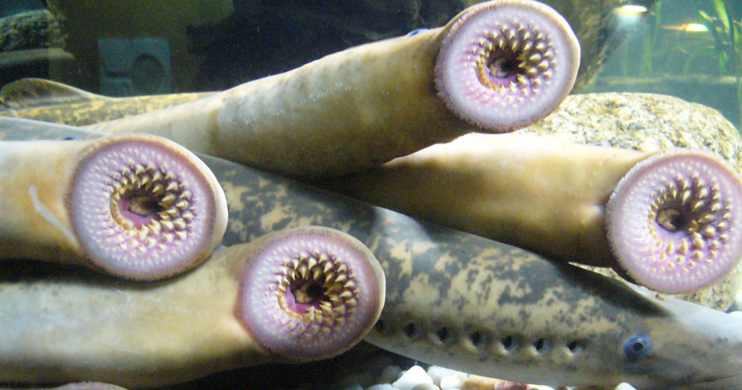 lamproie-poisson-primitif-une