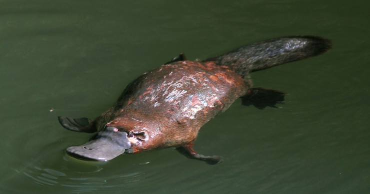 ornithorynque-mammifere-caracteristiques-une