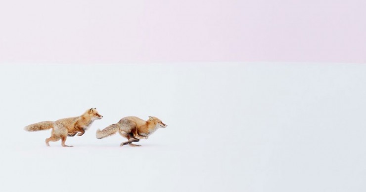 renards-course-neige-une