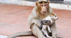 singe-chiot-animaux-une