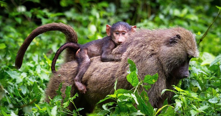 une-bebe-babouin