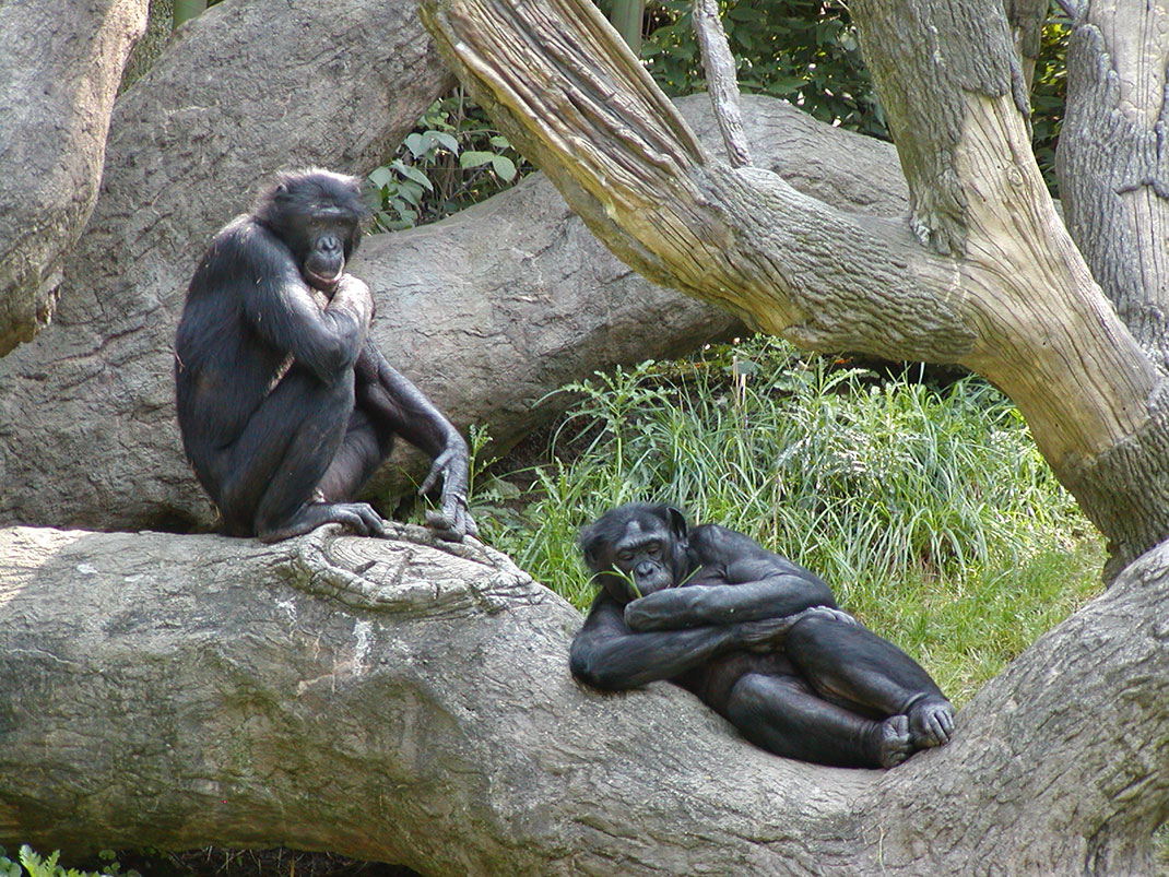 Bonobos-singes-primates-5