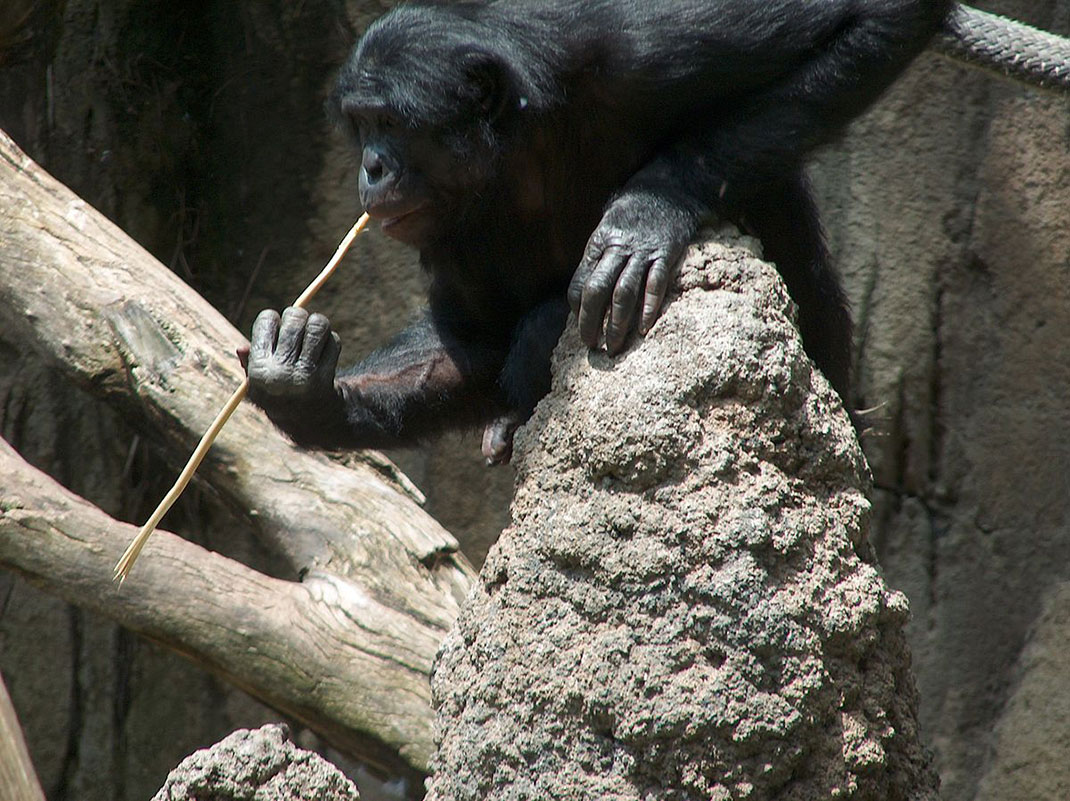Bonobos-singes-primates-6