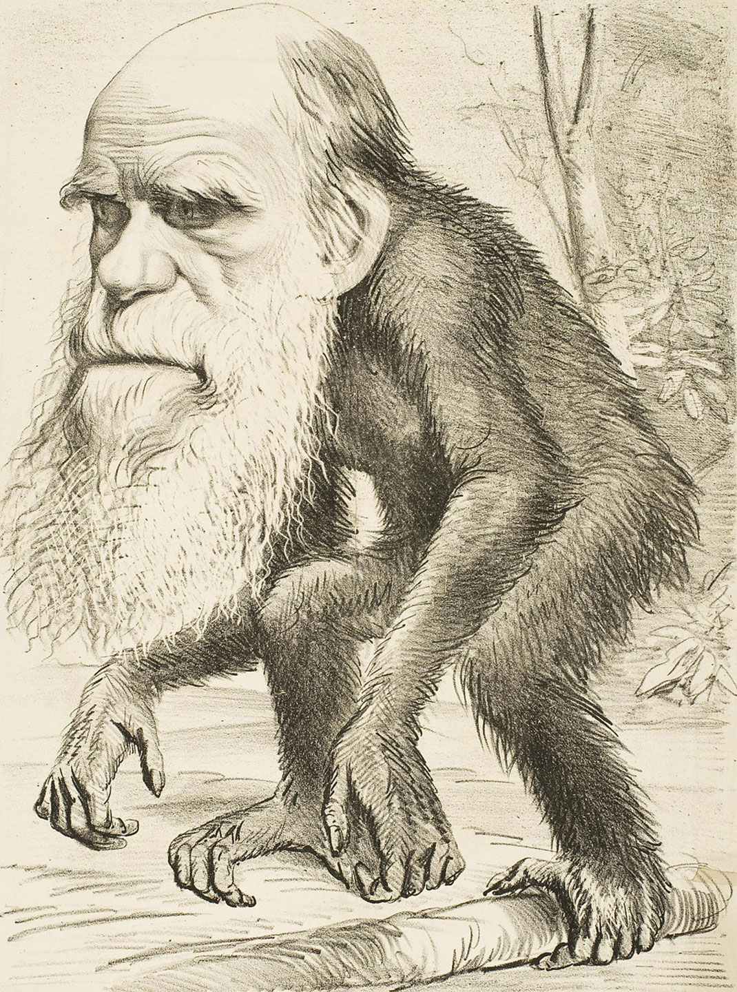 Caricature_Charles_Darwin_singe_(1871)-1