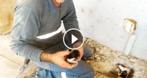 Une_chaton-canalisation-1-740x389