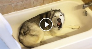 Une_husky-baignoire-2-740x389