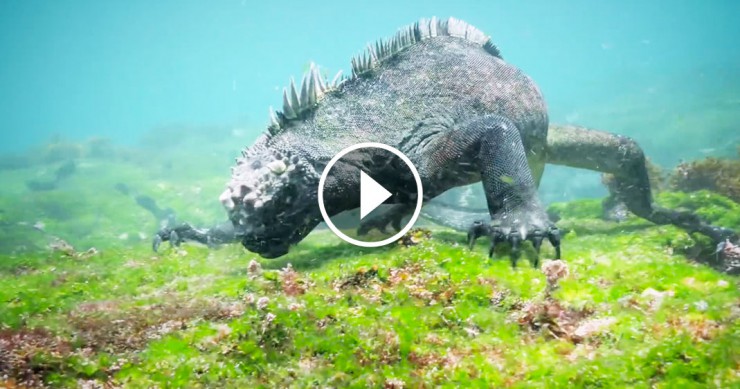 Une_iguane-galapagos-2-740x389