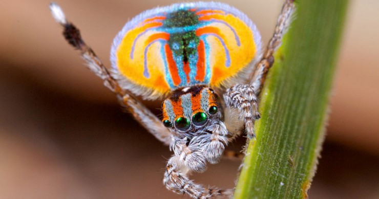 animaux-faune-parades-nuptiales-une