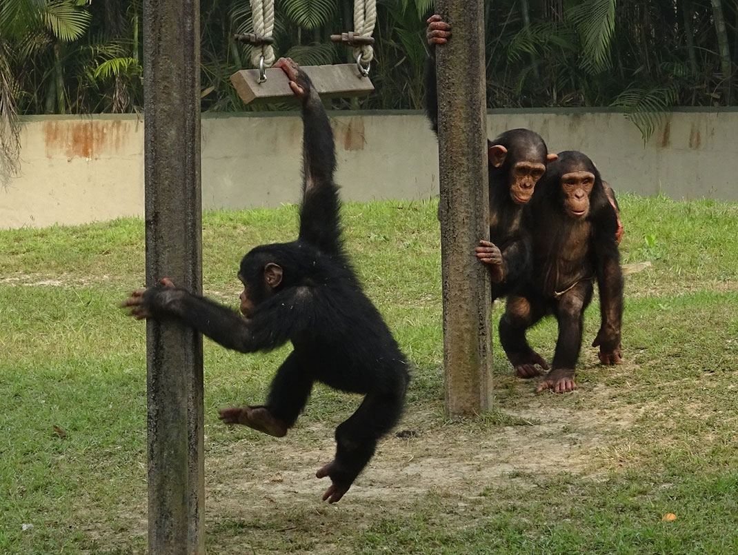 chimpanze-singe-primate-14
