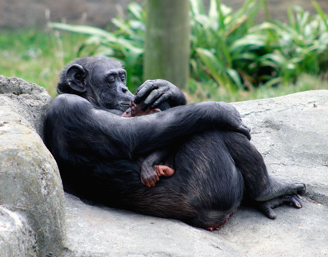 chimpanzee-maman