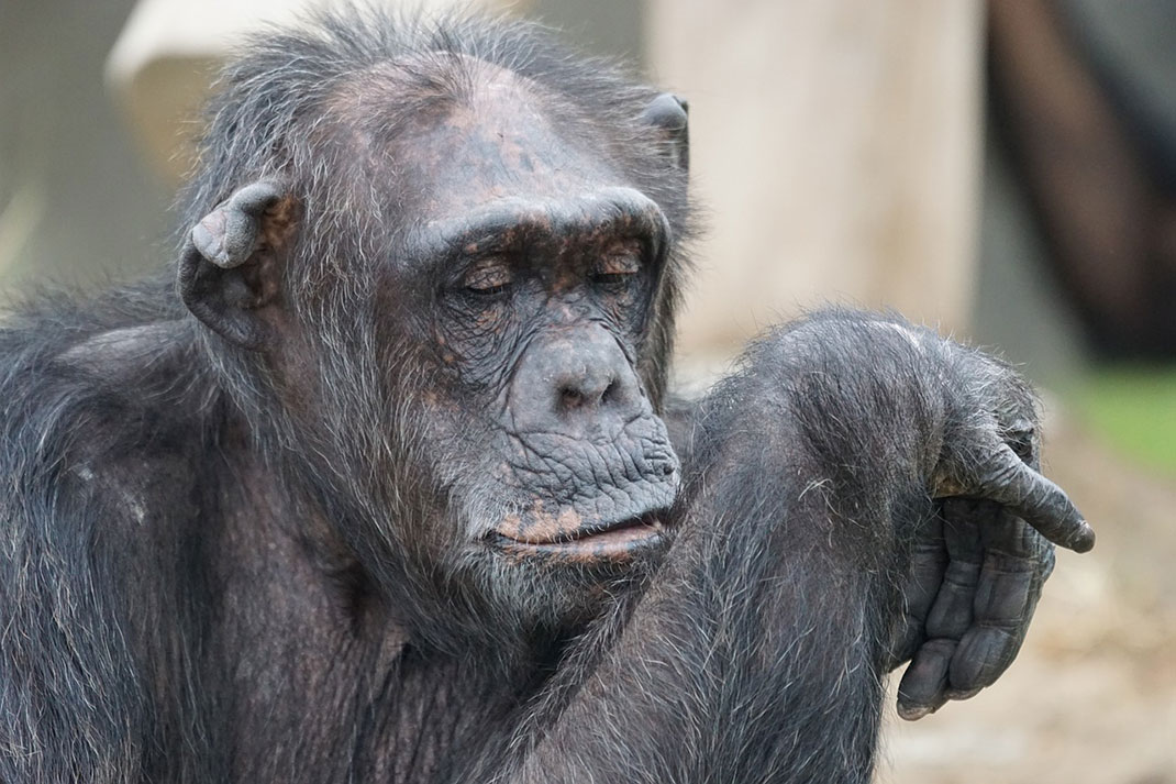 chimpanzee-singe-primate-12