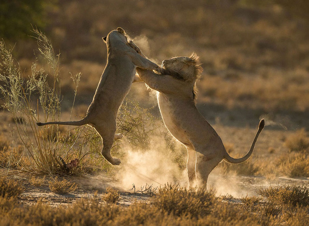 Moment de choc de Jaco Marx, au Kgalagadi Transfrontier Park, Afrique du Sud