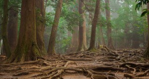 une-arbres-racines