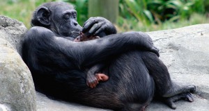 une-chimpanzee-maman