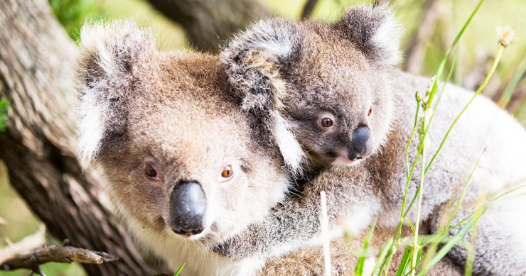 une-koala-bebe