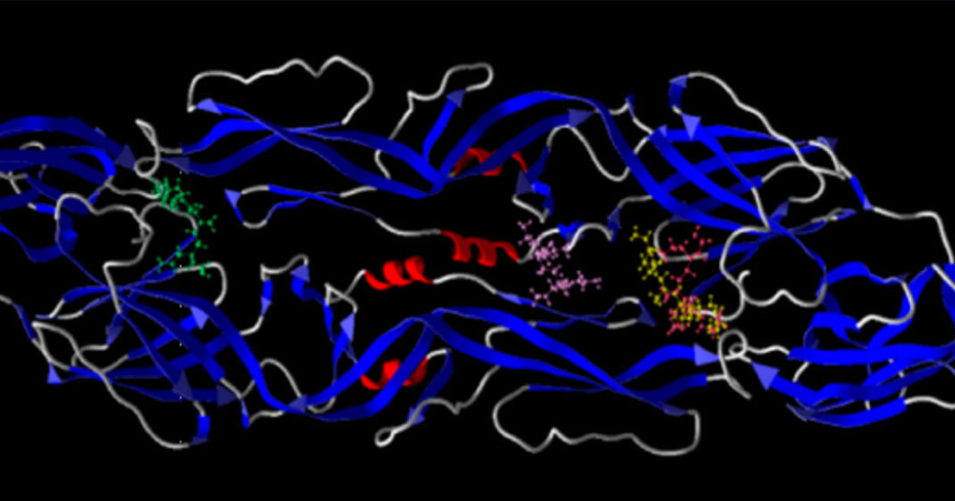 Modèle numérique d'une macromolécule se liant à un virus
