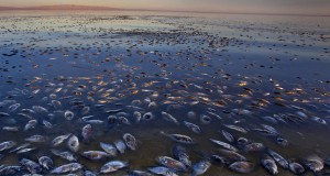 une-poissons-morts