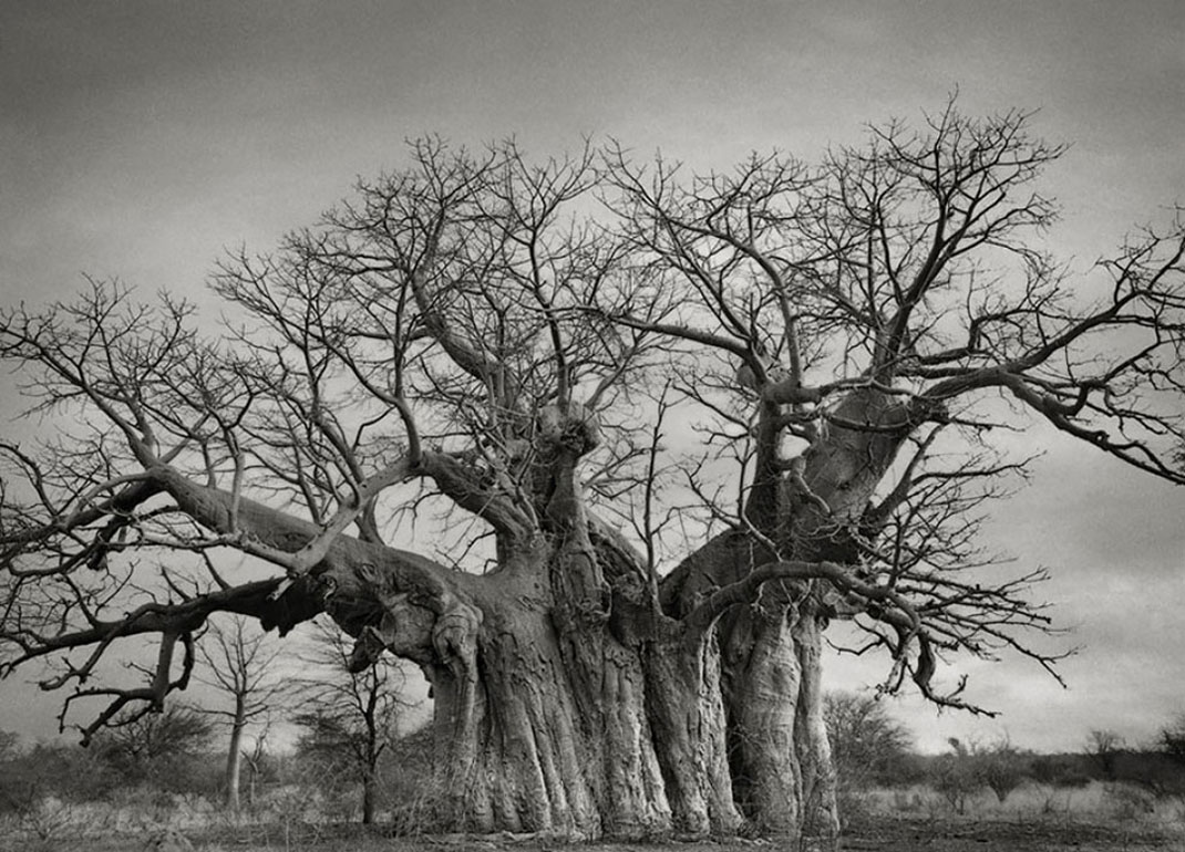 Ancien-arbre-4