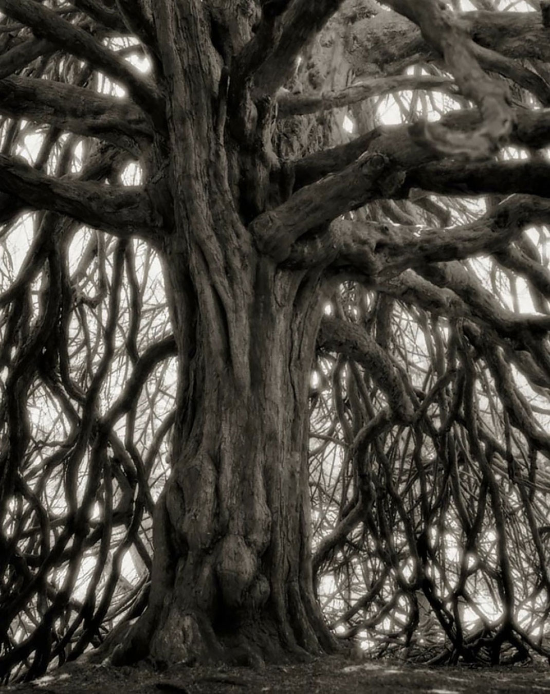 Ancien-arbre-7