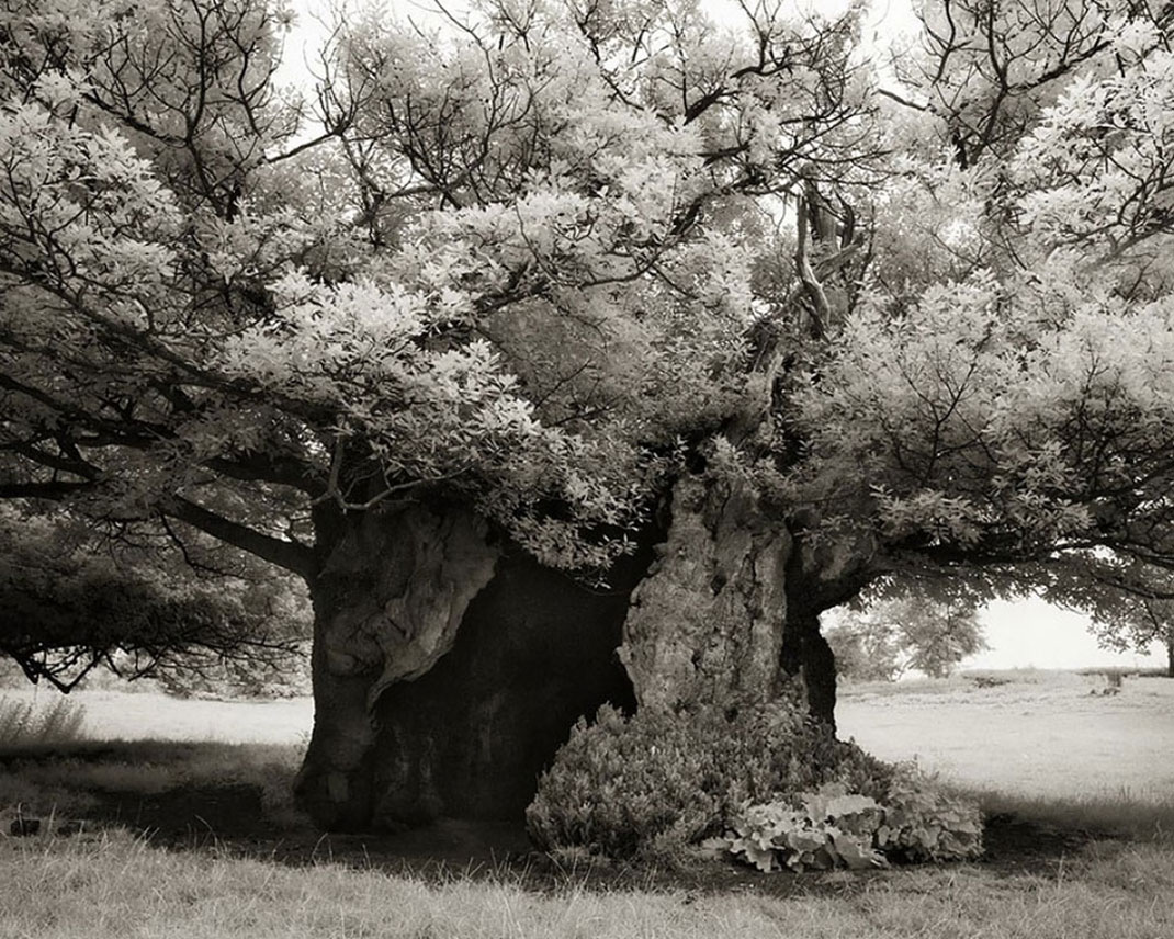 Ancien-arbre-9