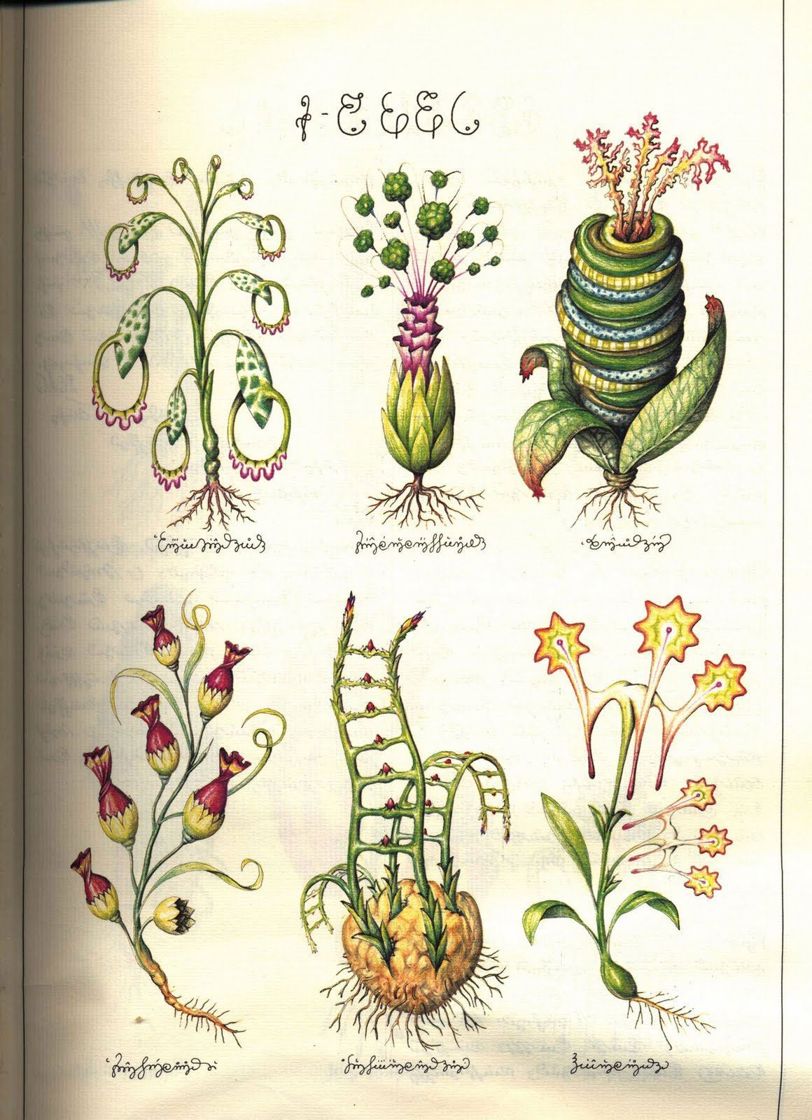 Codex-Seraphinianus-19