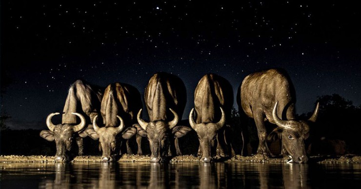 Une_buffles-nuit-abreuver-2