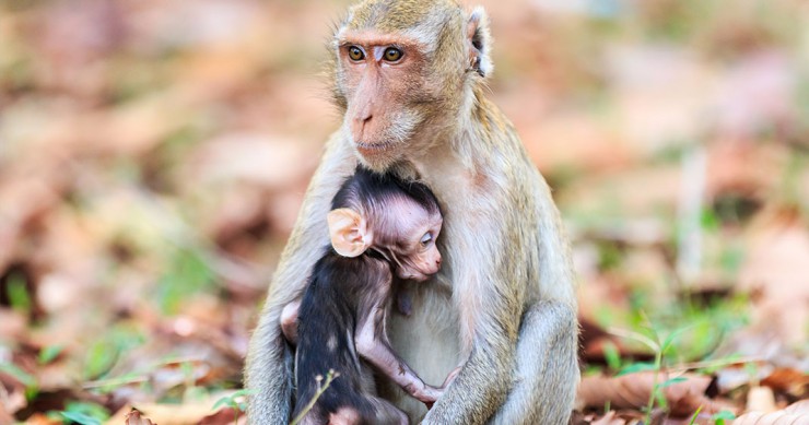 Une_singe-bebe-teter