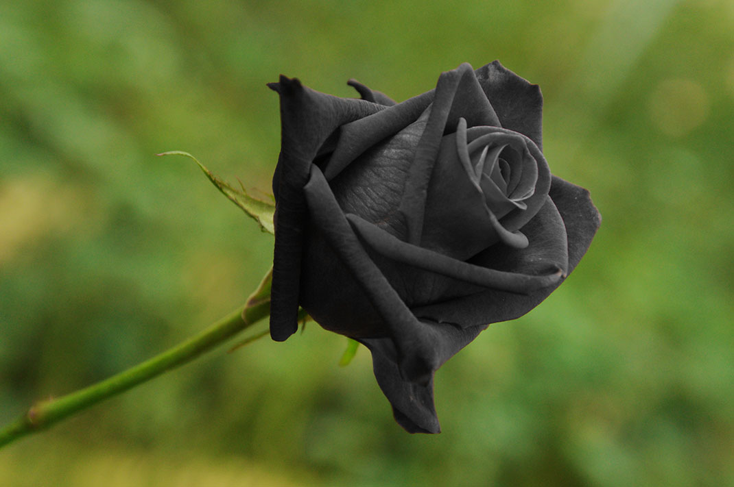 Une rose noire de Halfeti via shutterstock