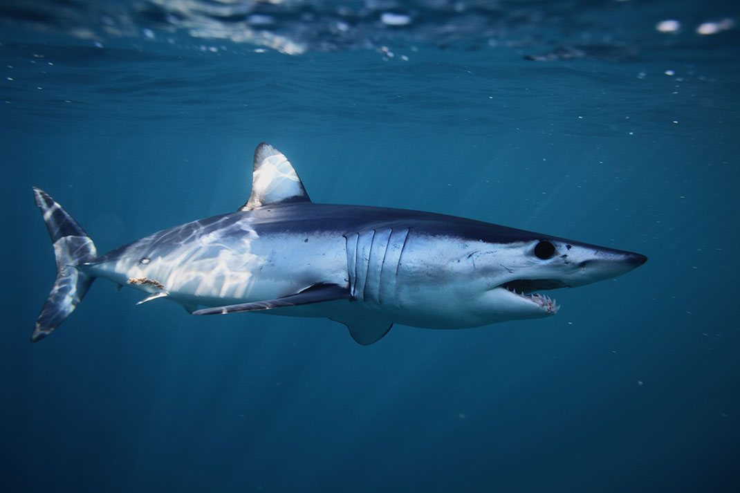 Requin Mako via Shutterstock