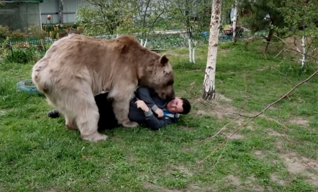 ours-adopter-russe-10