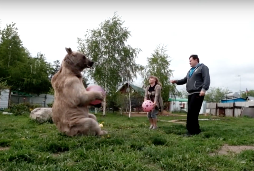 ours-adopter-russe-11