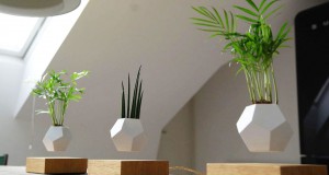 plantes-leviter-1