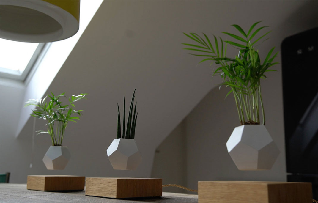 plantes-leviter-2