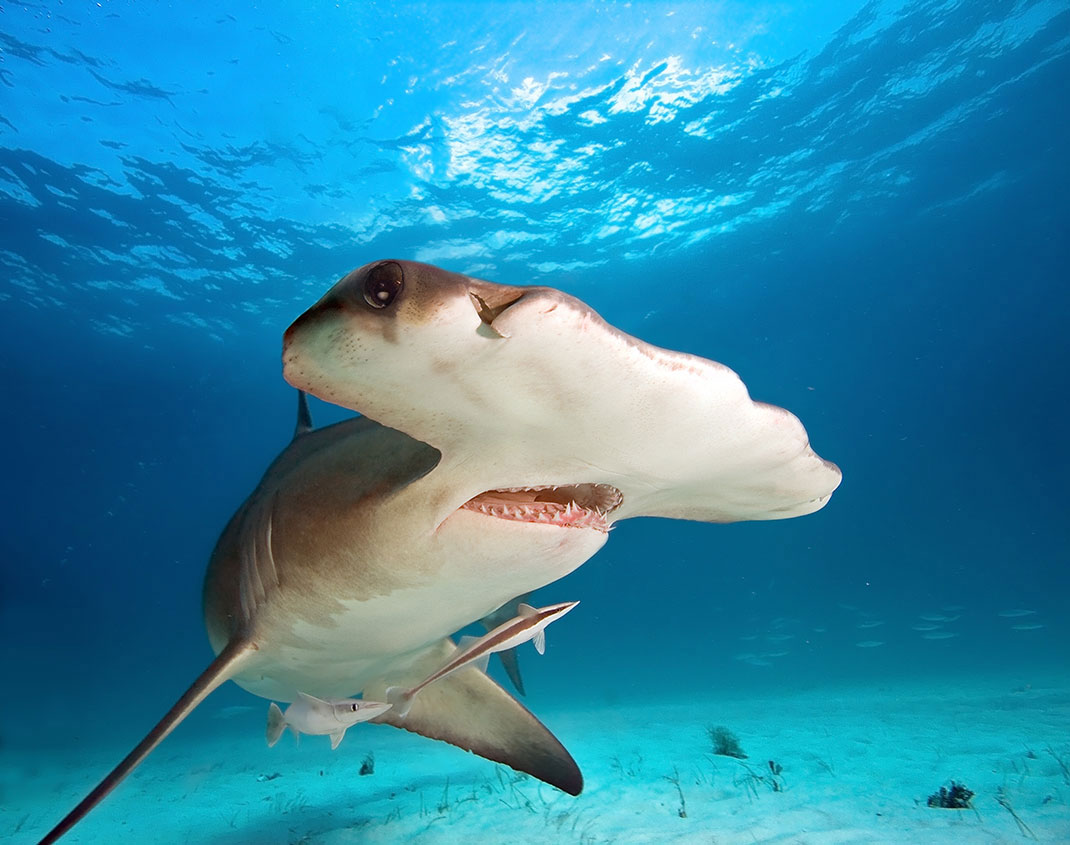 Un requin marteau via Shutterstock