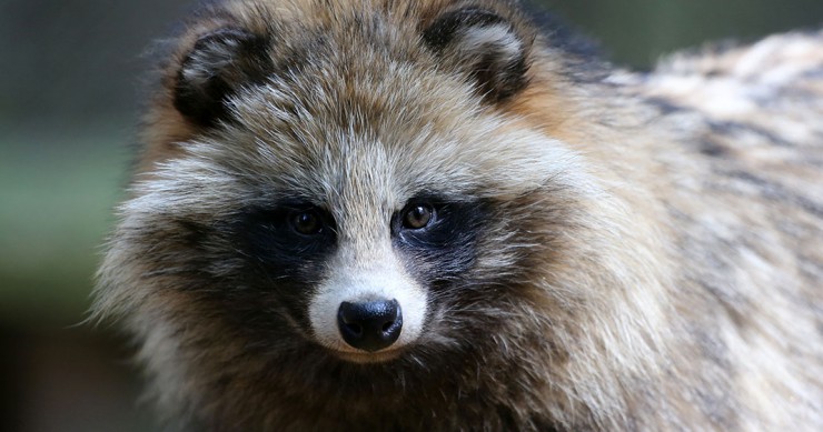 une-chien-raton-laveur