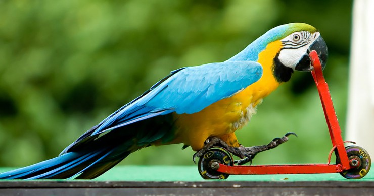 une-perroquet-trottinette