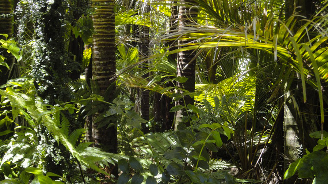 Foret-tropicale-1