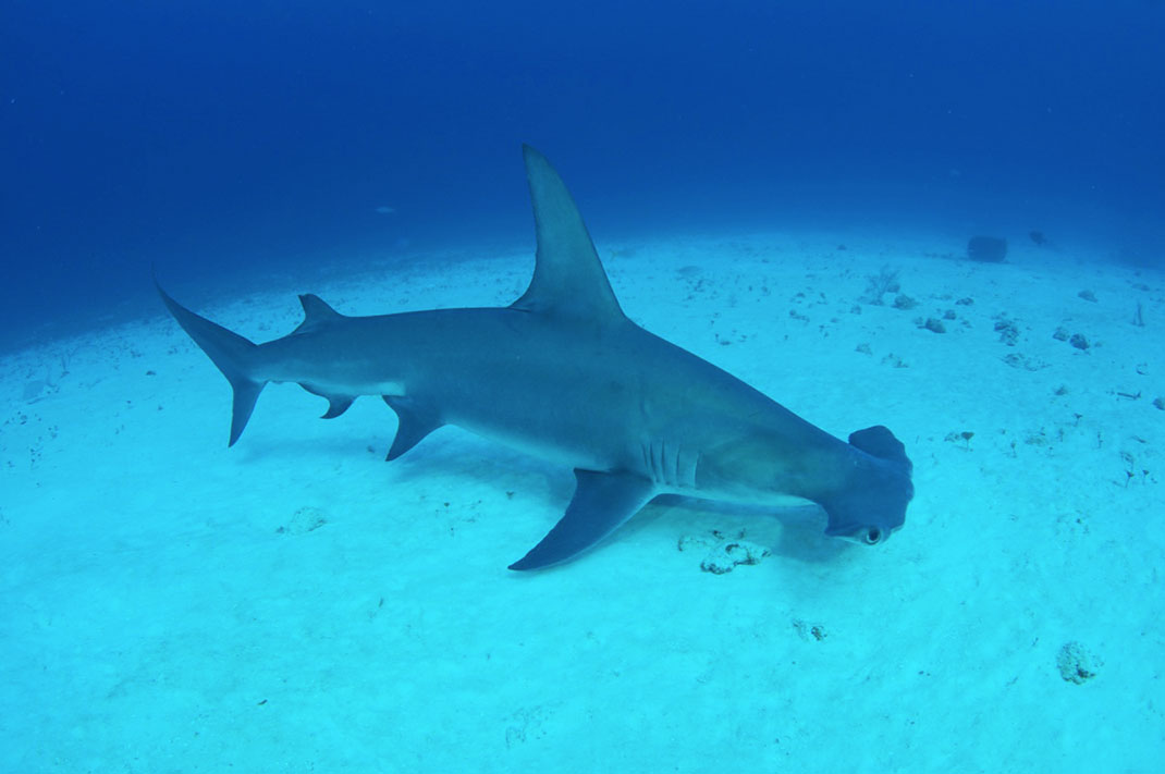 Un requin-marteau planeur