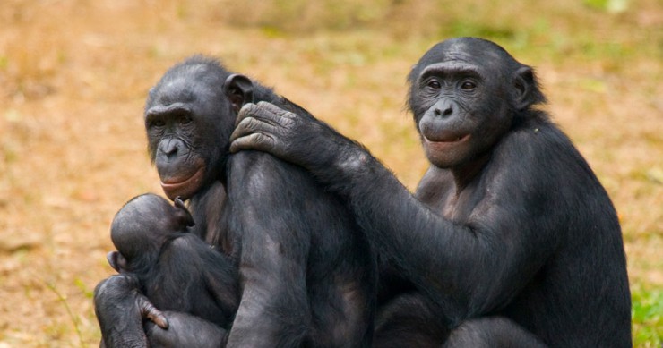 femmes-bonobos-entraide-une