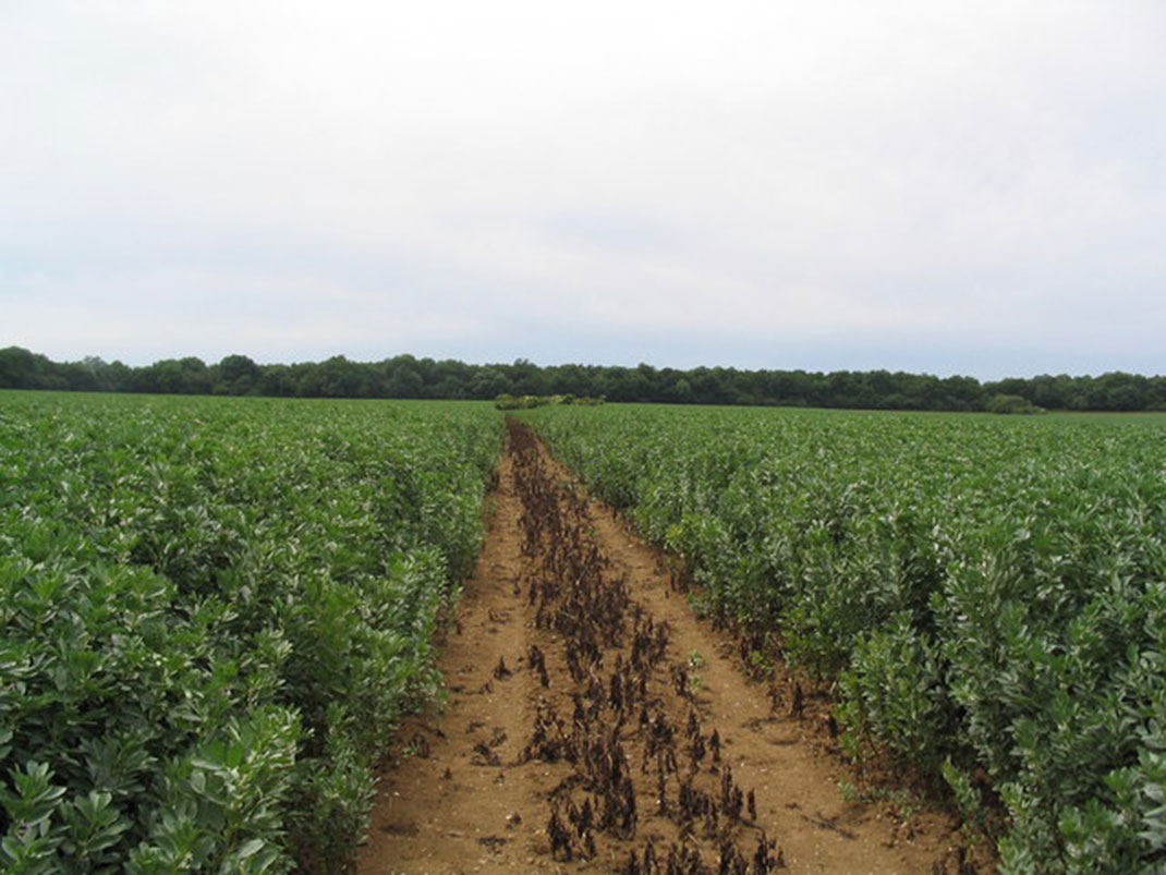 via Wikimédia by Tim Heaton