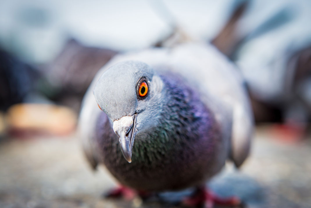 Un pigeon en gros plan via Shutterstock