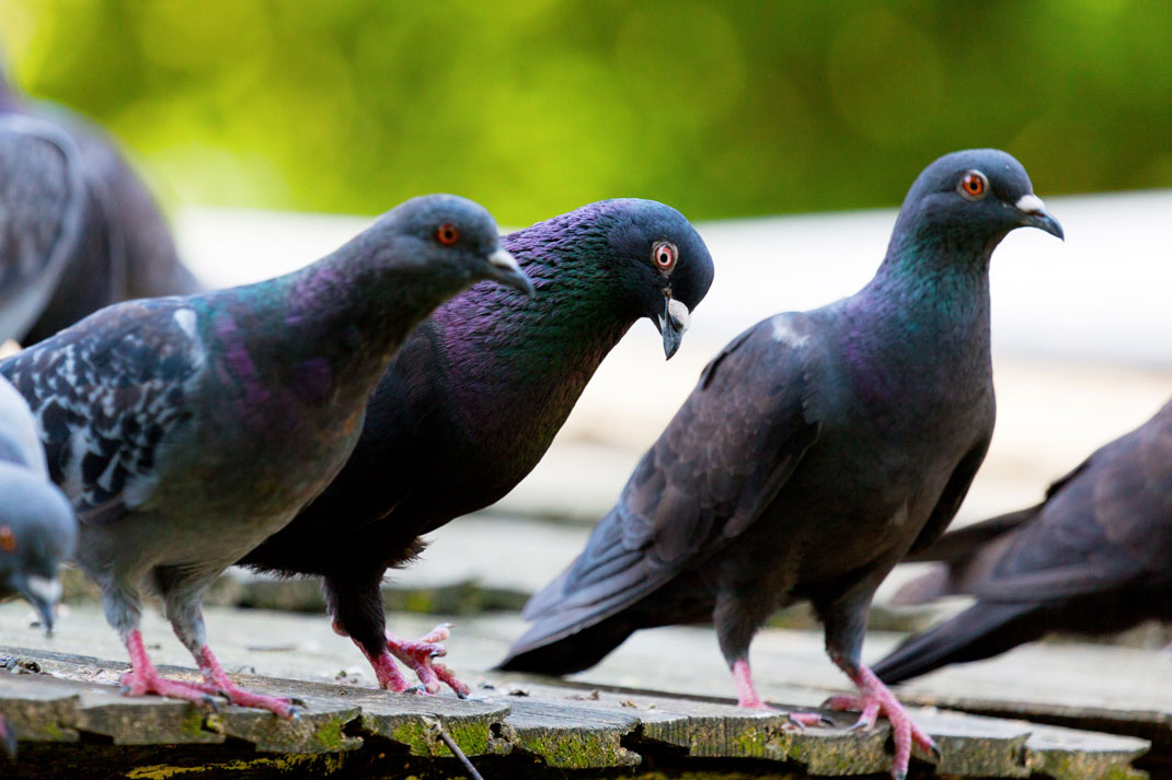 pigeons-oiseaux-intelligents-3